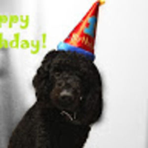 Meet your Posher, Casey